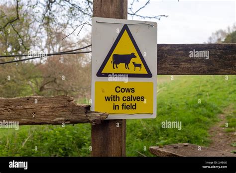 Farmers Warning Sign Cows With Calves In Field Stock Photo Alamy