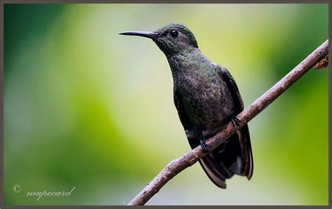 White Necked Jacobin Florisuga Mellivora Female Costa Flickr