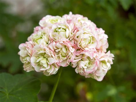 Beautiful Pink Pelargonium Geranium Apple Blossom Rosebud Flower