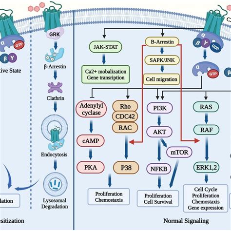 Overview Of Cxcl12 Cxcr4 Downstream Signaling And Desensitization Download Scientific Diagram