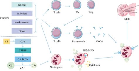 Frontiers Targeting Immune Checkpoints In Anti Neutrophil Cytoplasmic