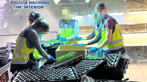 Desmantelan un vivero de marihuana que abastecía cultivos ilegales en