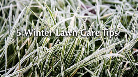 Winter Lawn Care Tips Youtube