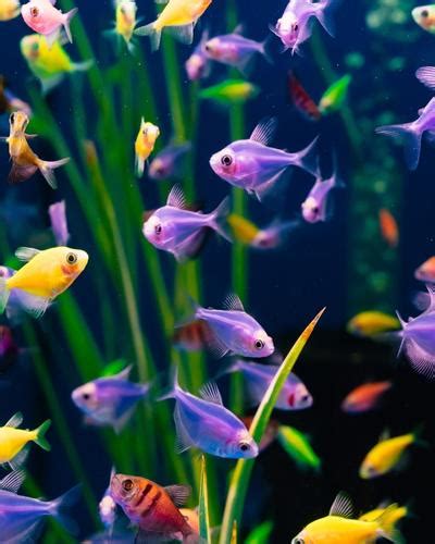 Can Glofish Live With Goldfish Let S Clear Up The Confusion