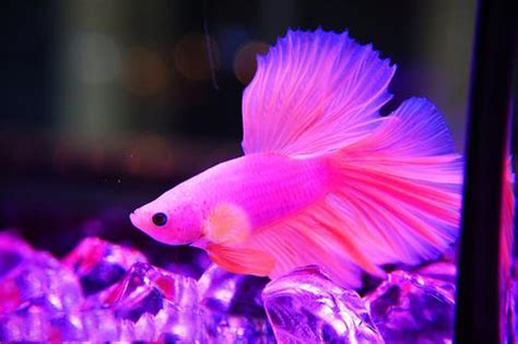 Dark Purple Betta Fish