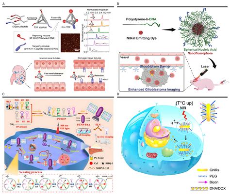 Advances Of Fluorescent Dna Nanostructures In Biomedical Applications