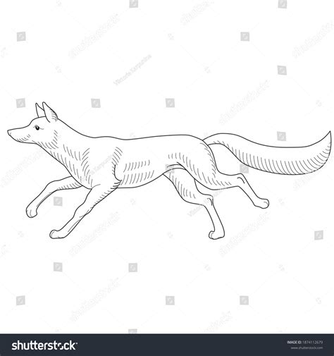 Running Fox Drawings