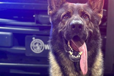 J Hriger T Tet Polizeihund Und Wird Selbst Erschossen