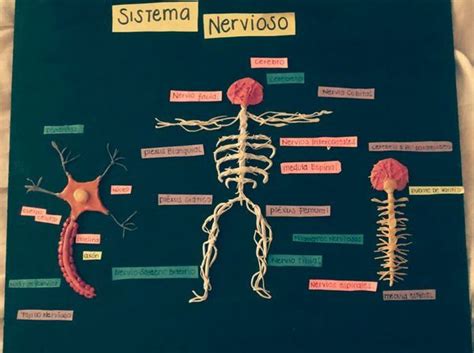 10 best Nervous system project images on Pinterest | Human body, Nervous system and Physiology