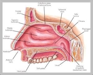 functions of nasal cavity - Graph Diagram