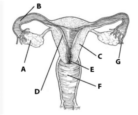 Female Reproductive System Diagram Quizlet