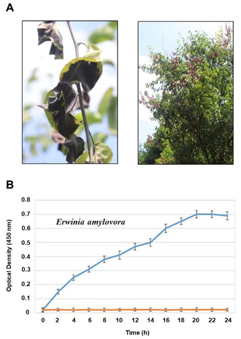 Sensors Free Full Text Single Cell Detection Of Erwinia Amylovora