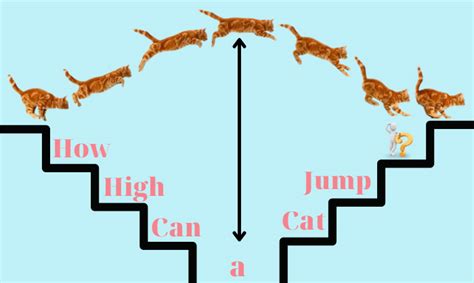 How High Can a Cat Jump? Feline Behavior & More Explained