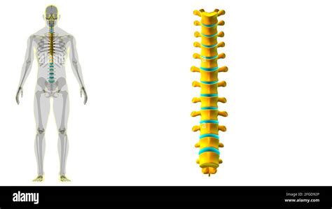 Esqueleto Humano Columna Vertebral V Rtebras Tor Cicas Anatom A D