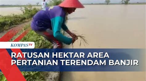 Ratusan Hektar Sawah Di Cirebon Terendam Banjir Petani Merugi Hingga