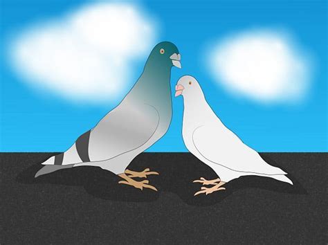 How To Get Rid Of Pigeons Overview Of All Available Solutions Artofit