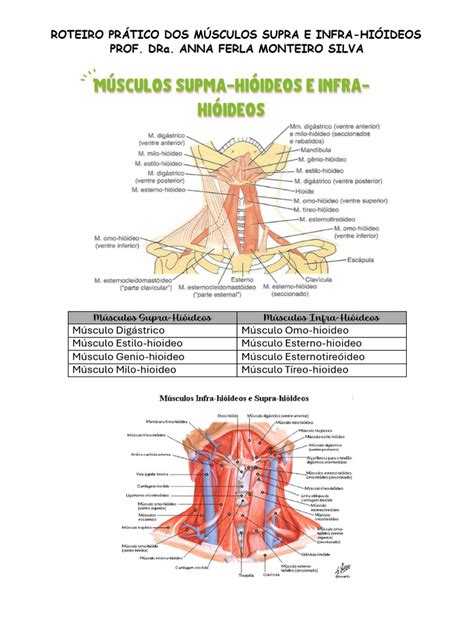 Musculos Infra Hióideos - Roteiro Músculos Supra e Infra-Hióideos | PDF