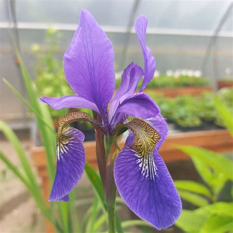 Visite des serres et vente de plants à Champagnier Les 48h de l