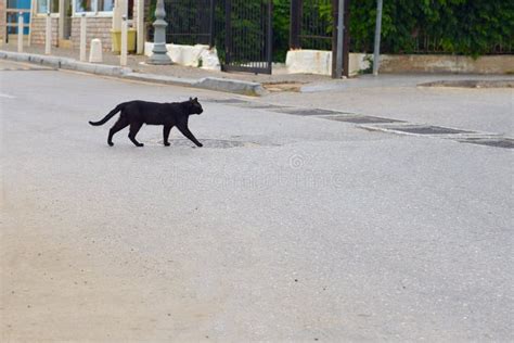 Black Cat Crossing the Road. Stock Image - Image of nature, repose: 156429295