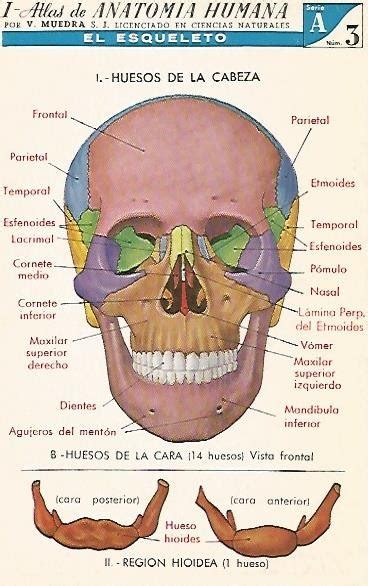 Huesos De La Cara Mind Map The Best Porn Website