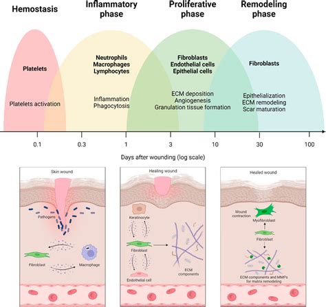 Frontiers Role Of Fibroblasts In Wound Healing And Tissue Remodeling