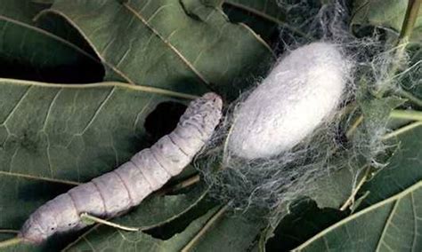 Gusano De Seda Naturaleza Asombrosa Maravillas Naturales