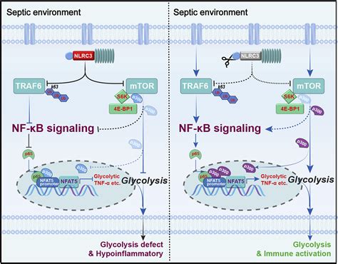 Nlrc Expression In Macrophage Impairs Glycolysis And Host Immune