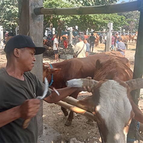 Jelang Hari Raya Kurban Jasa Salon Sapi Laris Manis Teras Jatim