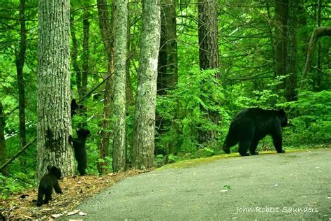 What To Do If You Spot A Black Bear In The Smoky Mountains While Hiking