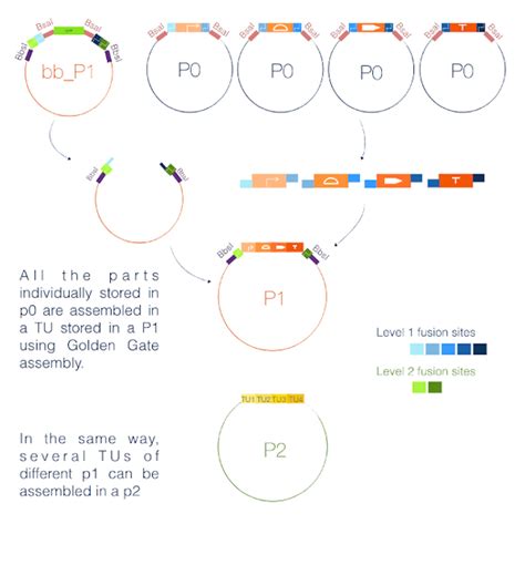 Team Paris Bettencourt Poster 2020 Igem Org