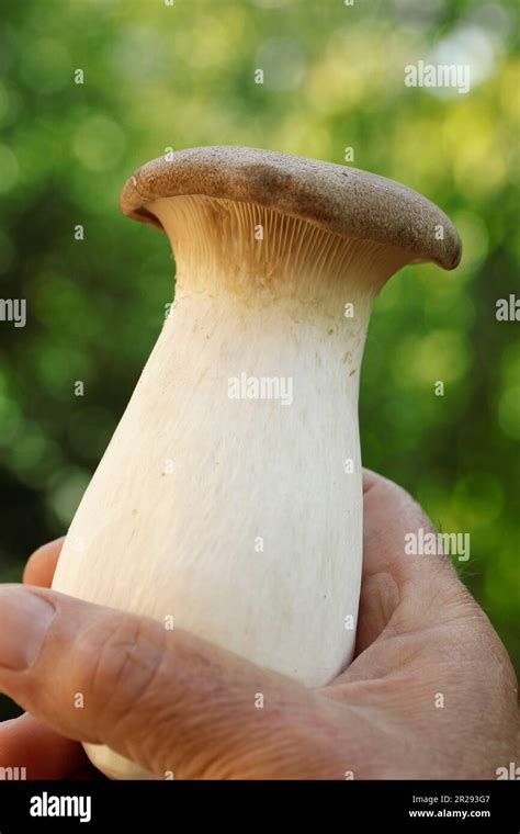 Eringi King Oyster Mushroom Pleurotus Eryngii Stock Photo Alamy