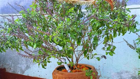 Tulsi Ke Saral Upay Benefits Of Tulsi Plant Tulsi Ke Saral Upay नए