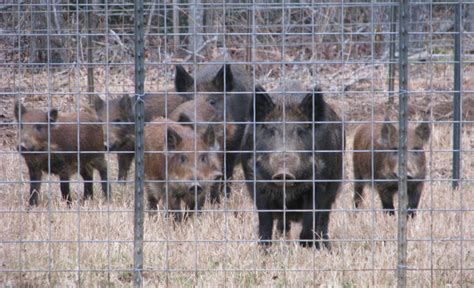 Trapping Wild Pigs. An article by Jeff Thomas. - Precious Metals International, Ltd.