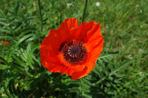 Free Images Nature Grass Blossom Field Meadow Flower Petal