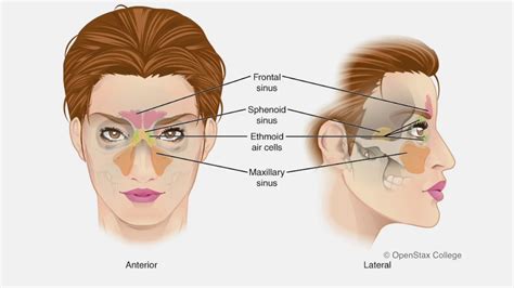 Sinus Problems How Chiropractic Can Help Youtube