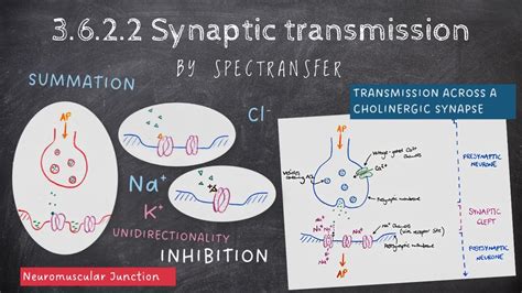 Easy Revision Aqa A Level Biology 3622 Synaptic Transmission Youtube