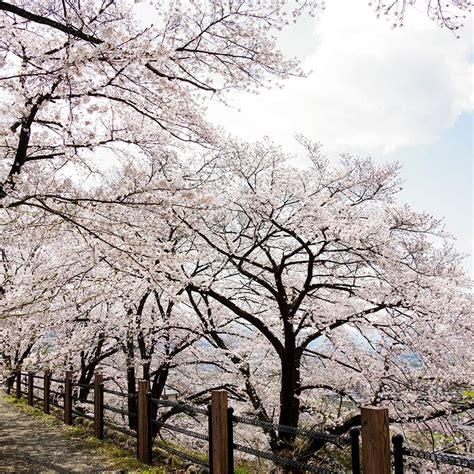 Yoshino Cherry Tree Stark Bros