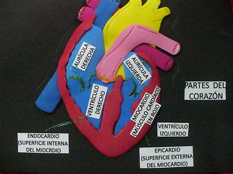 Partes Del Coraz N Maqueta De Coraz N