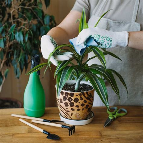 Easy Ways To Propagate Dracaena Houseplants Hrc