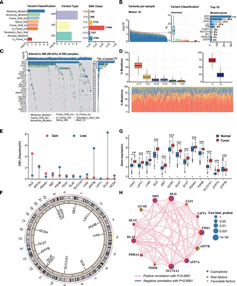 Frontiers Identification Of A Novel Cuproptosis Related Gene