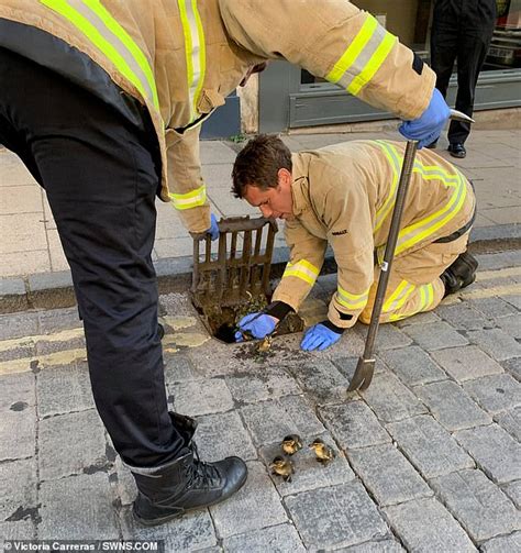 Waddle We Do Without You Firefighters Rescue Hapless Ducklings Who