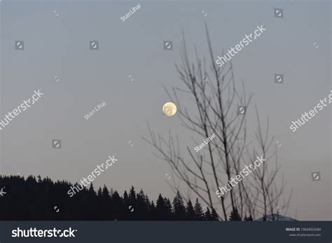 Full Moon Above Forest Stock Photo 1966892680 | Shutterstock