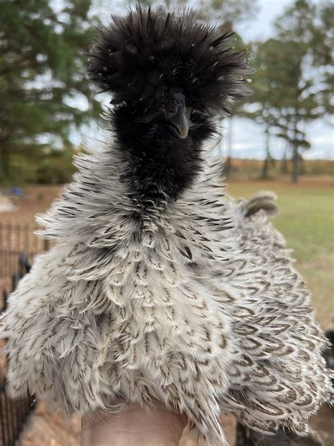 Quality Silkie Frizzle Silkie Satin Frizzled Satin Showgirl