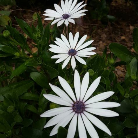 Osteospermum Ecklonis Akila White Purple Eye African Daisy Akila