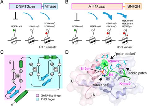 Linking Histone Modi Fi Cation Dna Methylation And Chromatin