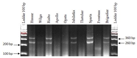 Electropherogram Showing The Presence Of The P6M12 Marker Of The Lr26