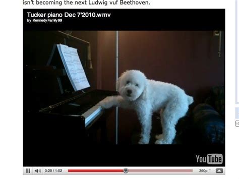 Cuteridiculous Animal Thing Of The Day Dog Sings The Blues Video