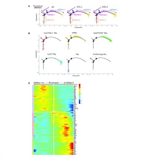 Analysis Of Macrophage Differentiation Trajectories In The Download Scientific Diagram