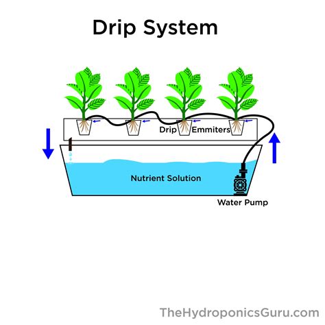 Diagram Of Drip System Ncert Class Viii Science Solutions C