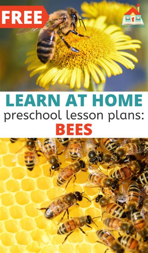 Bee Lesson Plans For Kindergarten Martin Lindelof